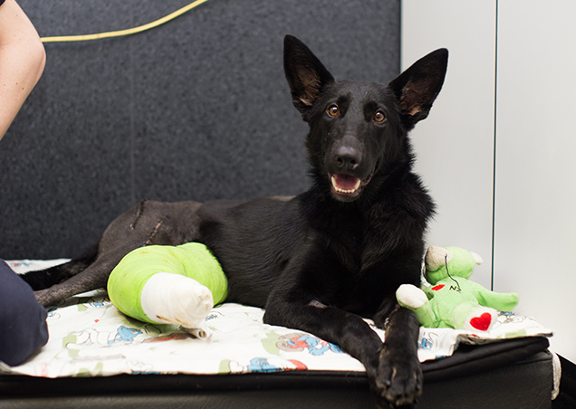 orthopedic recovery for rspca dog